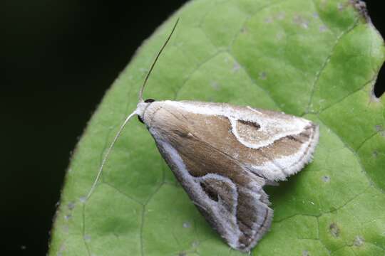 Imagem de Rivula curvifera Walker 1862