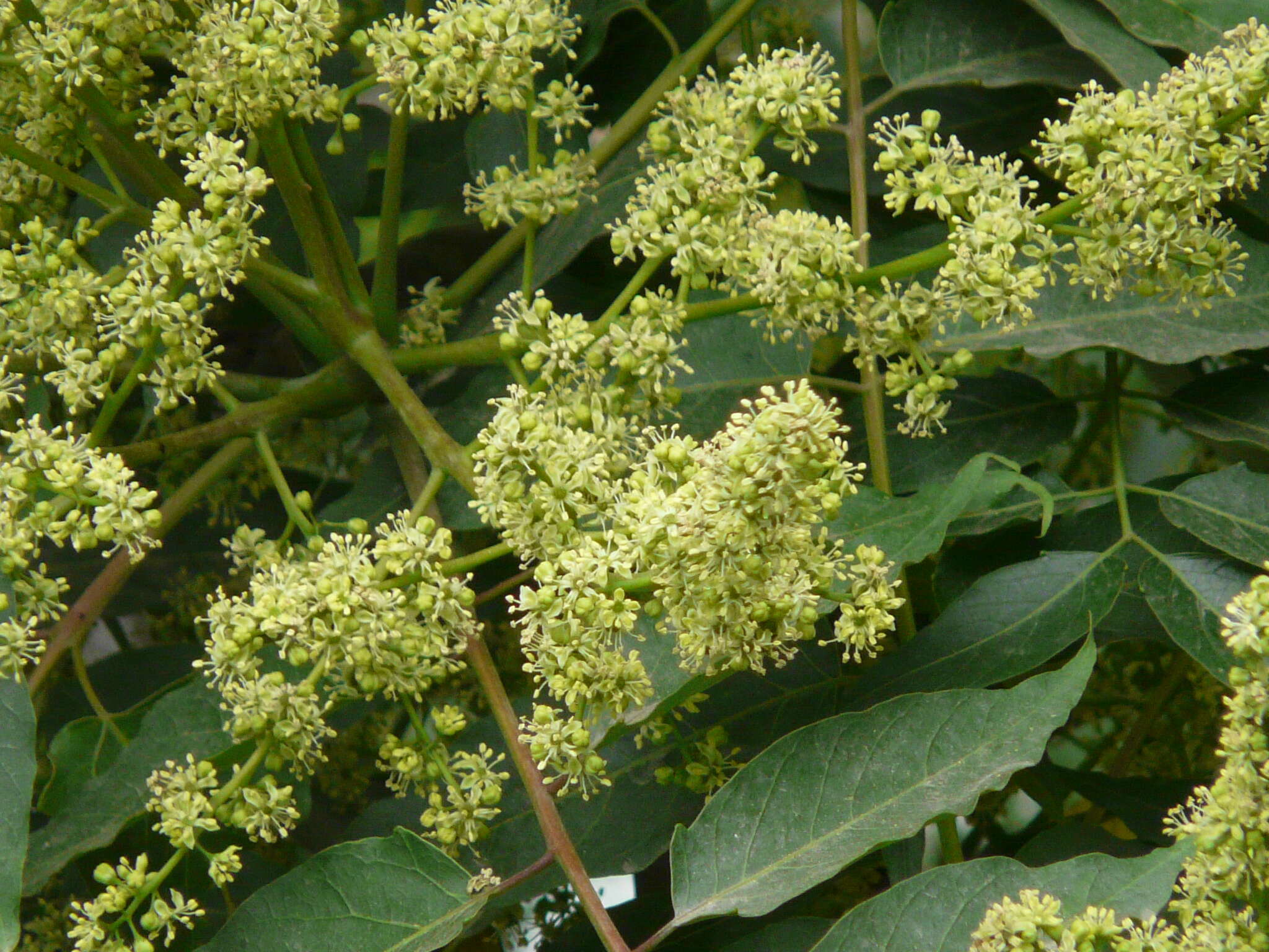 Image of soapberry