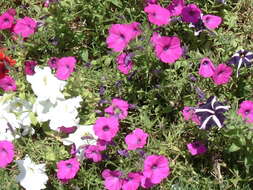 صورة Petunia axillaris (Lam.) Britton