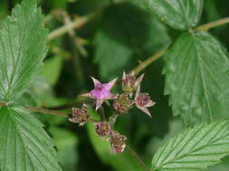 Image of Mysore raspberry