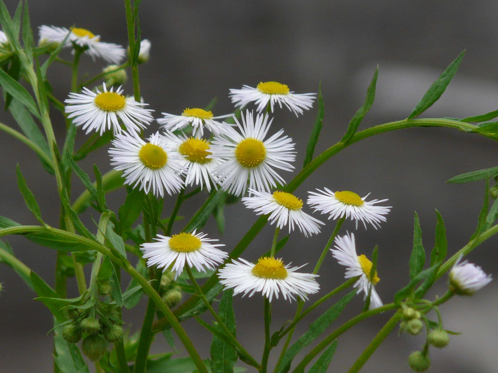 Image of eastern daisy fleabane