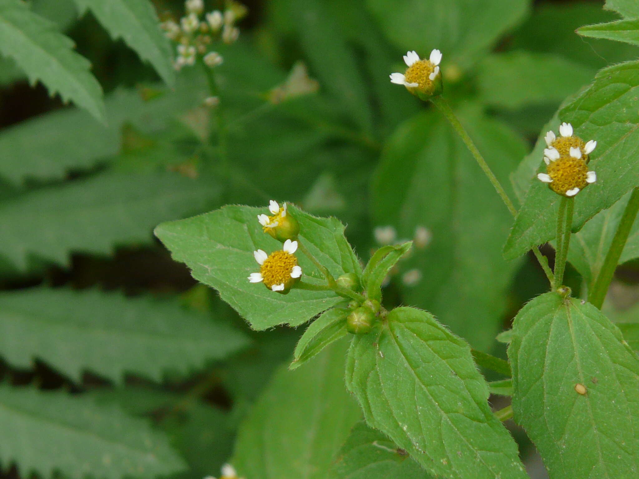 Galinsoga parviflora Cav. resmi