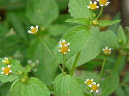 Galinsoga parviflora Cav. resmi