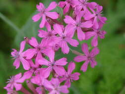 صورة Silene rubella subsp. rubella