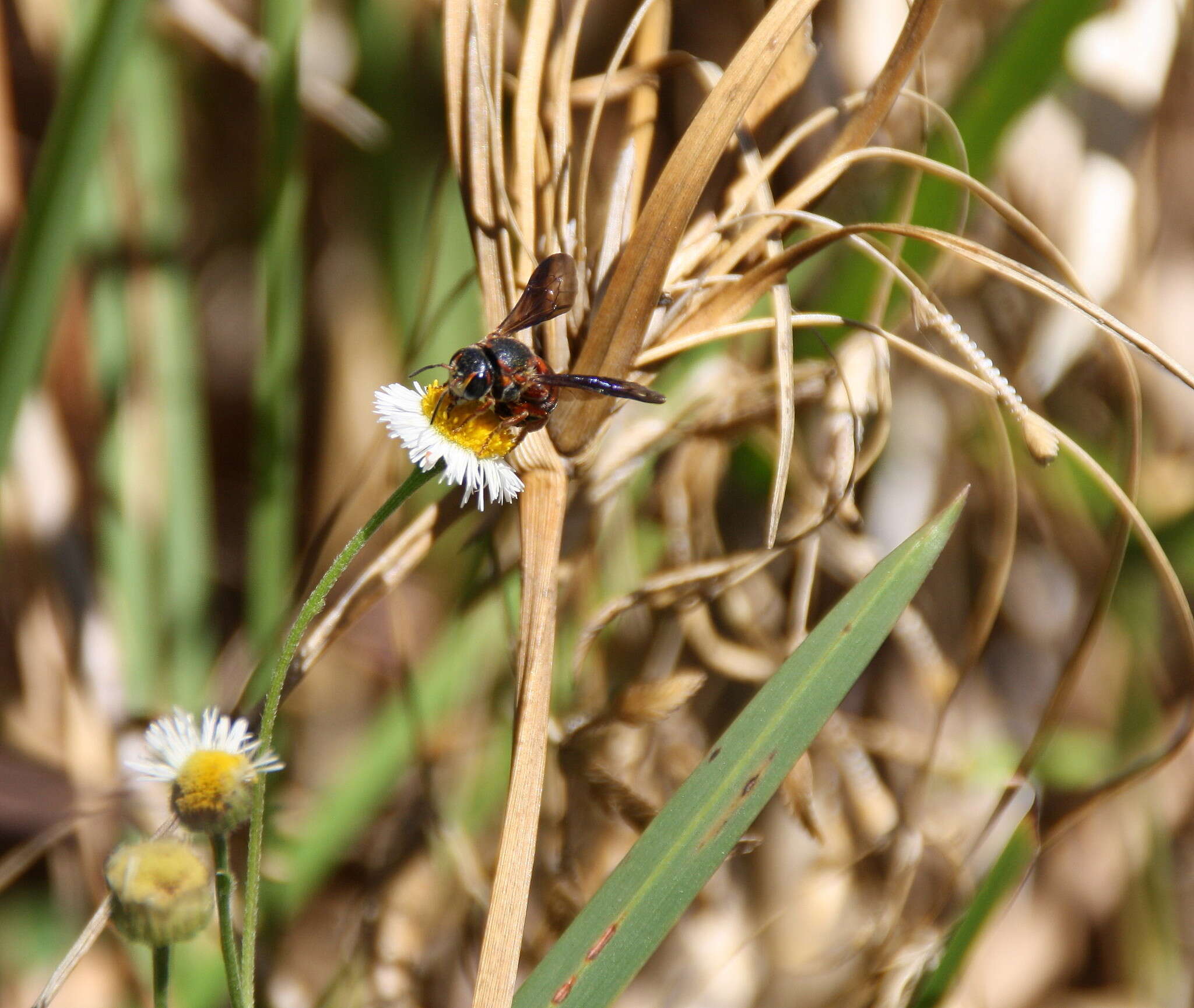 Image of Dianthidium floridiense Schwarz 1926