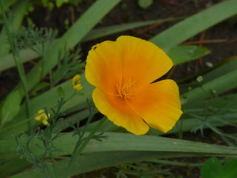 Image of tufted poppy