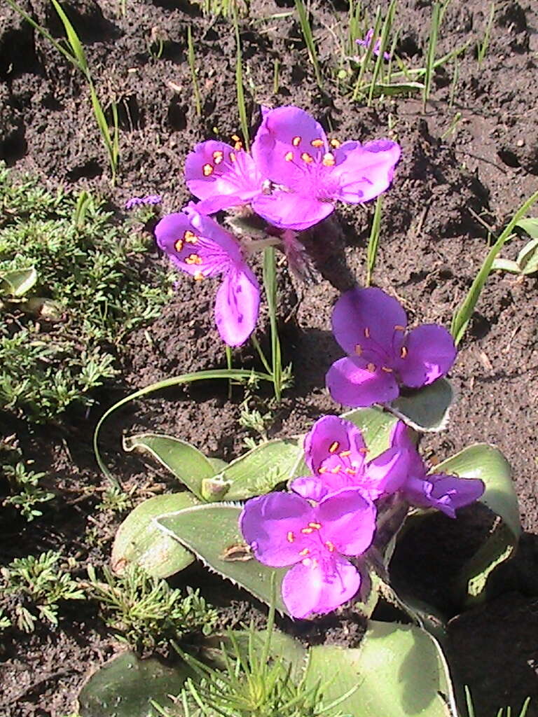 Image of Tradescantia crassifolia var. acaulis (M. Martens & Galeotti) C. B. Clarke