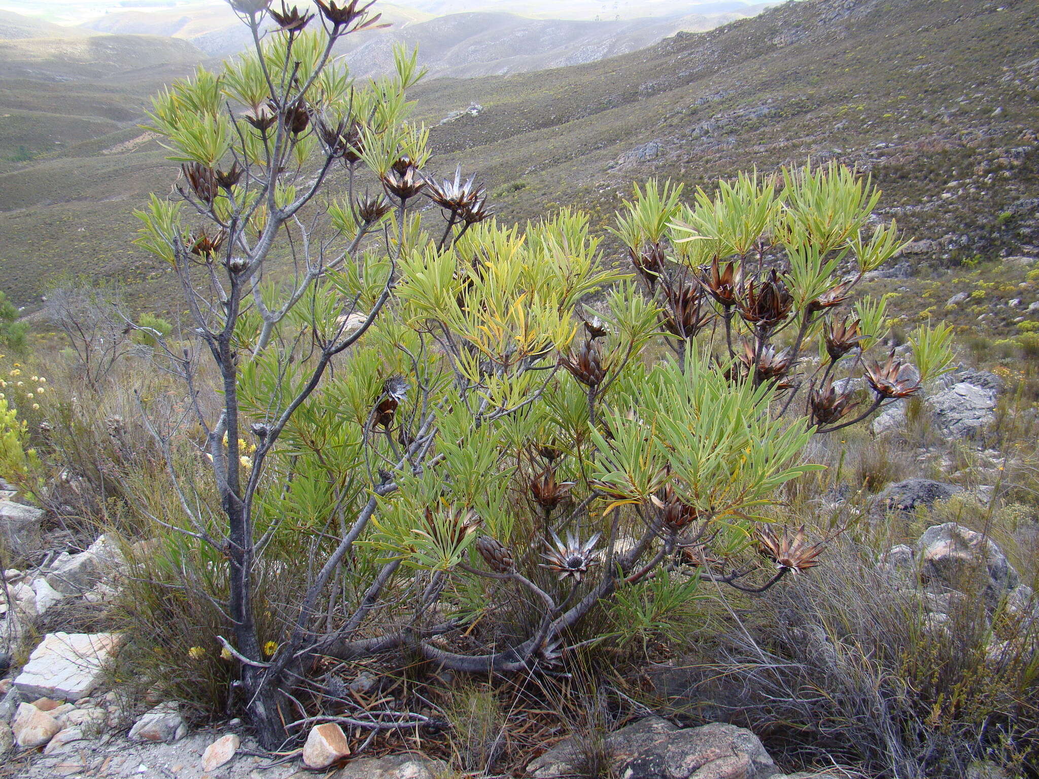 Image de Protea repens (L.) L.