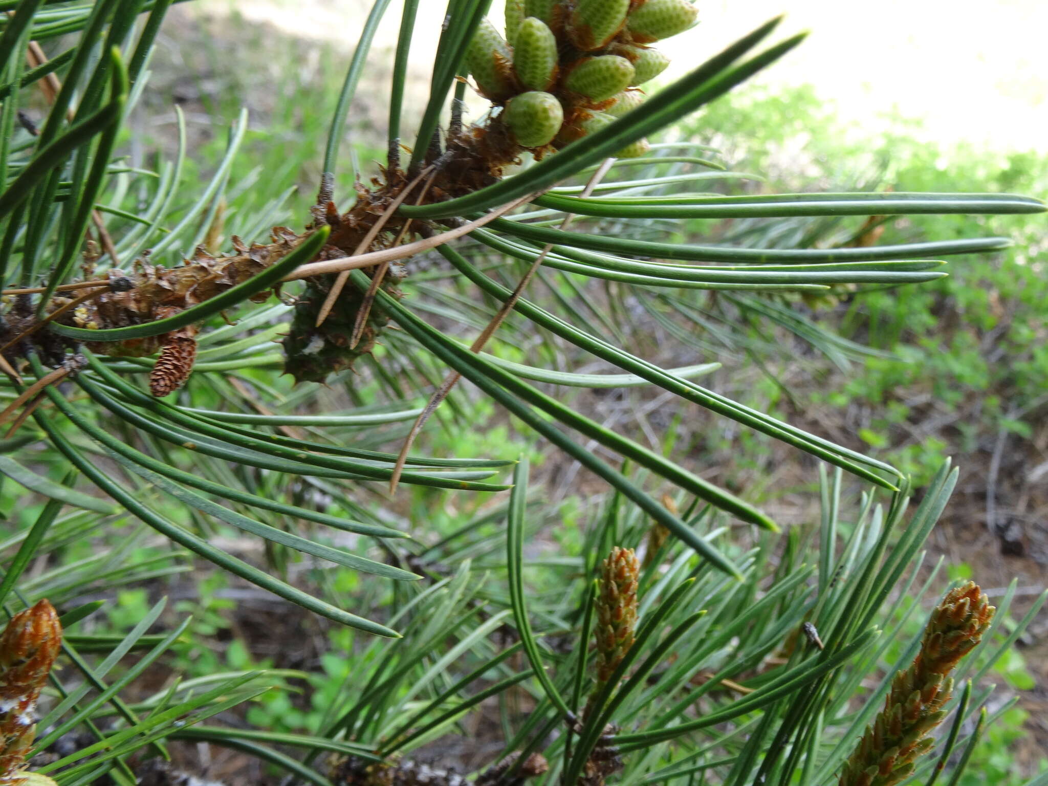 Imagem de Pinus contorta Douglas ex Loudon