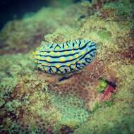 Image of Lumpy black bluegrey orange slug