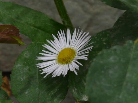 Image of eastern daisy fleabane