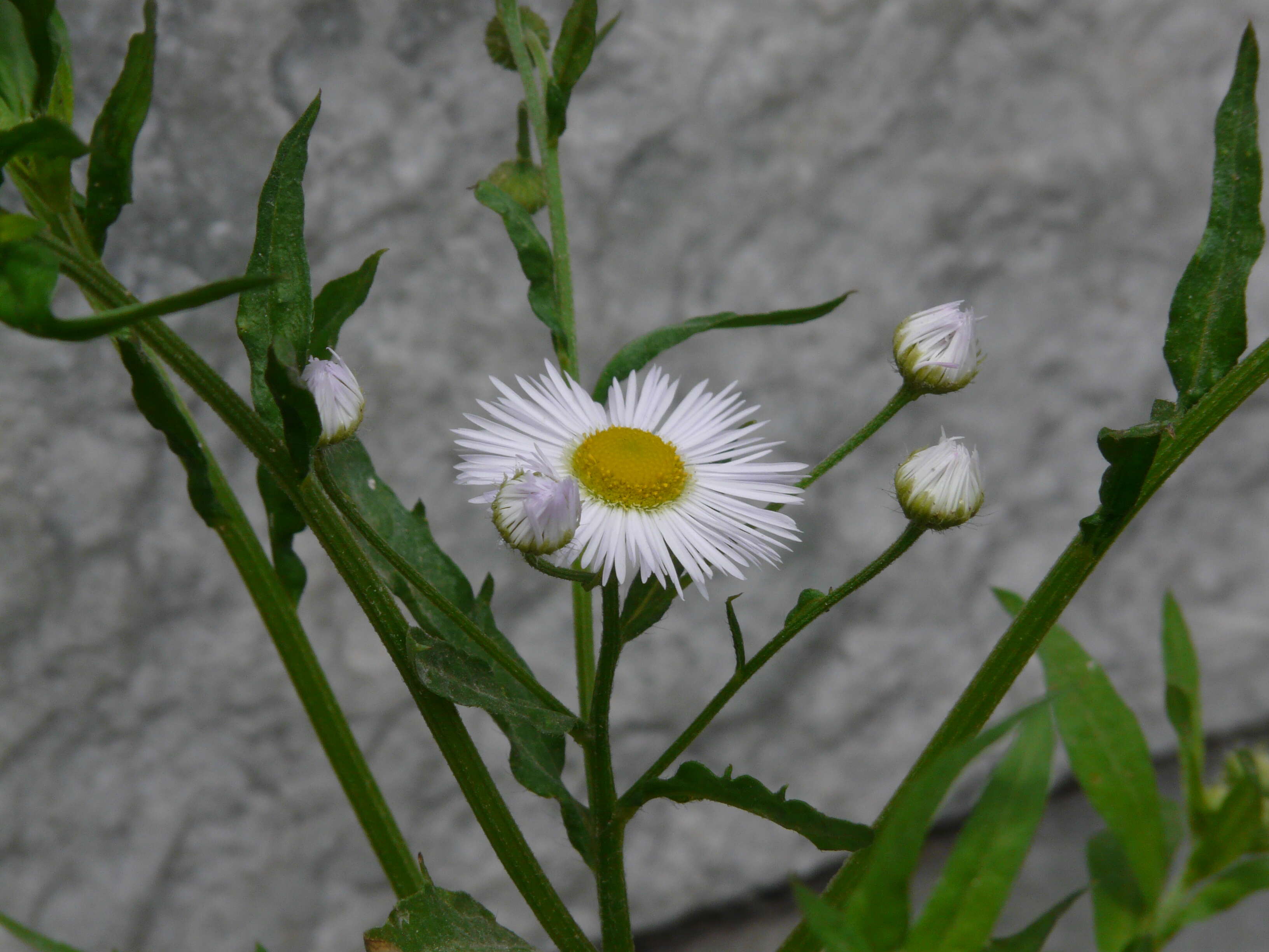 Image of eastern daisy fleabane