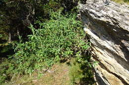 Image of Lonicera pyrenaica L.