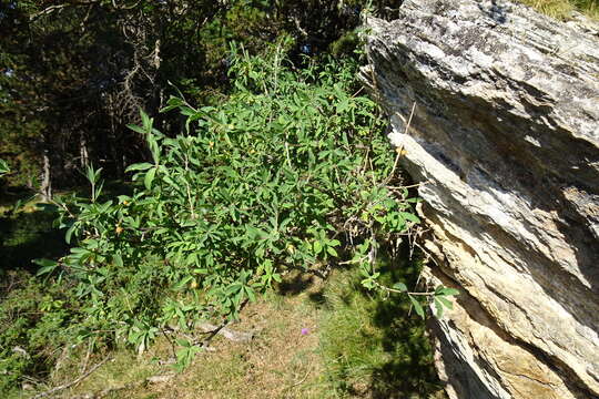 Image of Lonicera pyrenaica L.