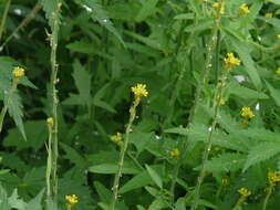 Imagem de Sisymbrium officinale (L.) Scop.