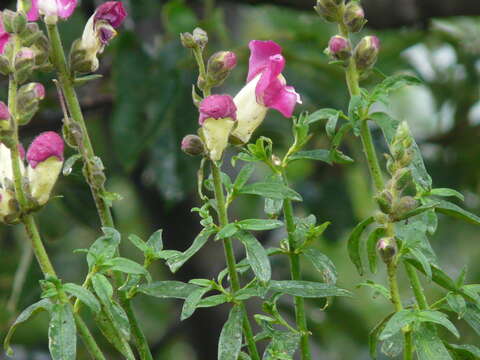 Image of garden snapdragon