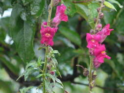 Image of garden snapdragon