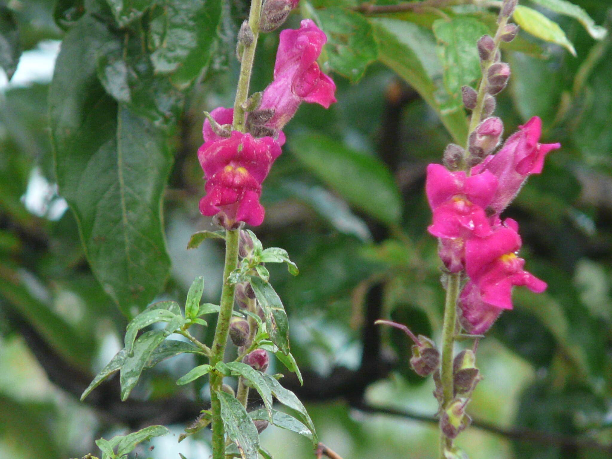 Image of garden snapdragon