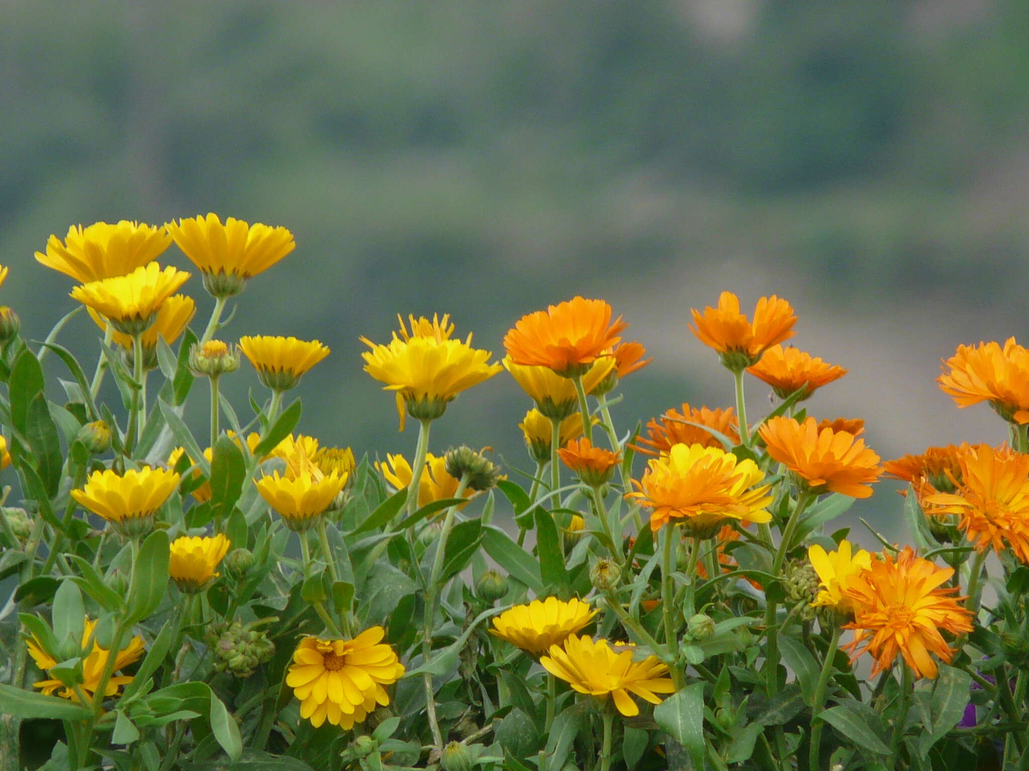 Image of pot marigold