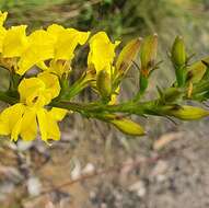 Image of Goodenia decurrens R. Br.