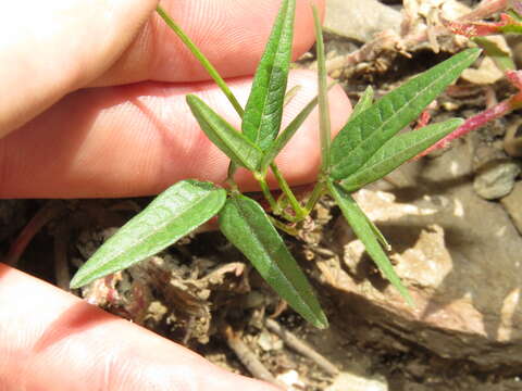 Image of Pinos Altos Mountain bean