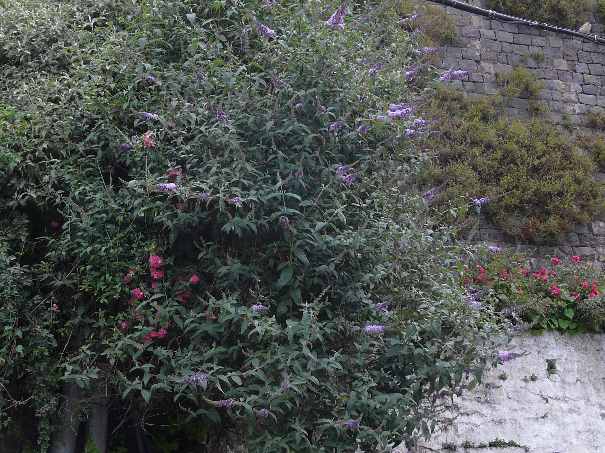 Image of butterfly-bush