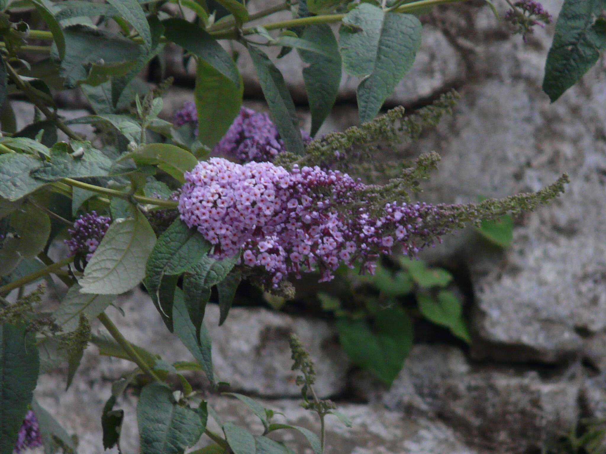 Image of butterfly-bush