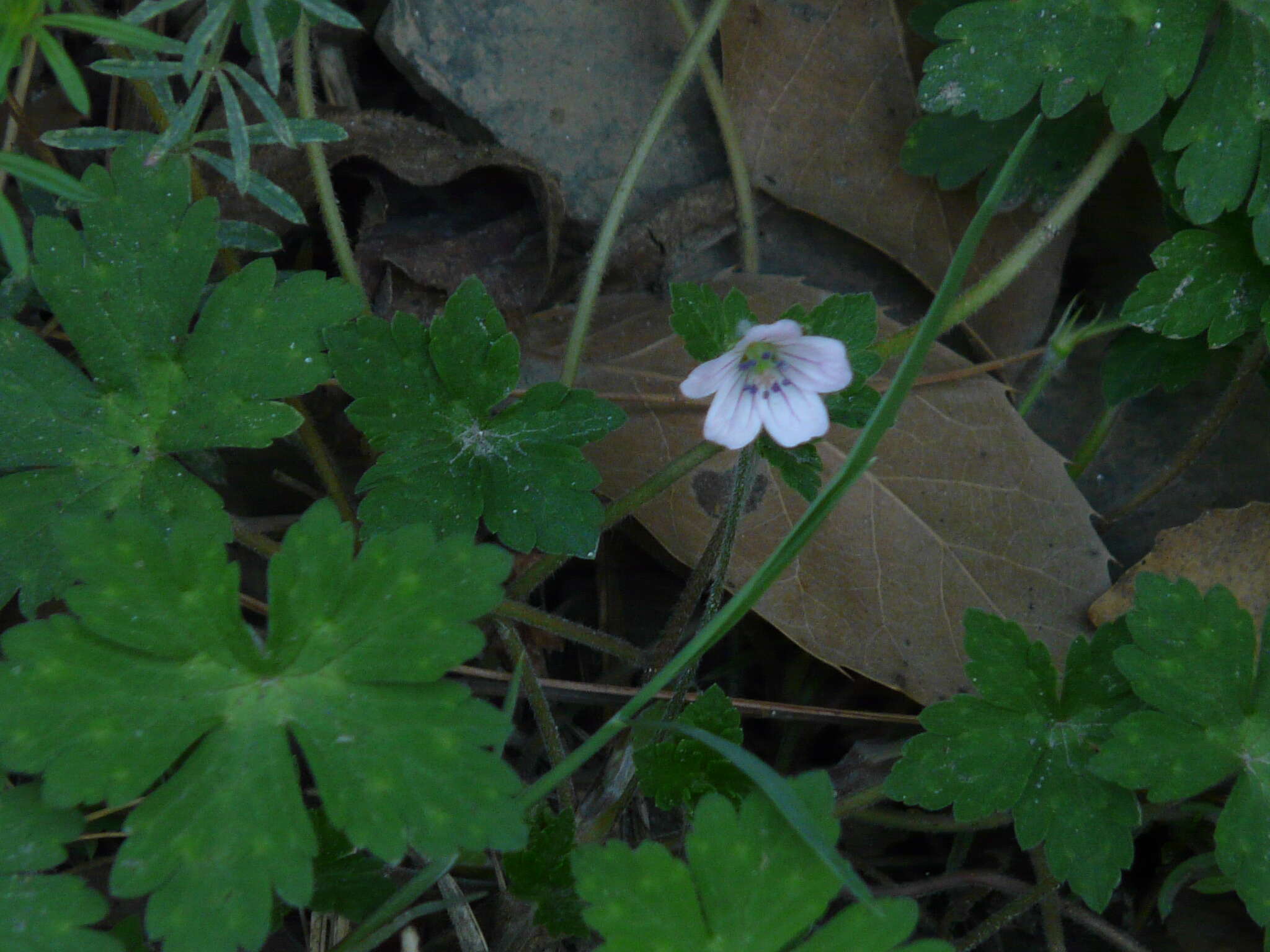 Imagem de Geranium richardsonii Fisch. & Trautv. ex Fisch., C. A. Mey. & Trautv.