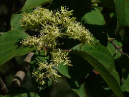 Image of giant dogwood