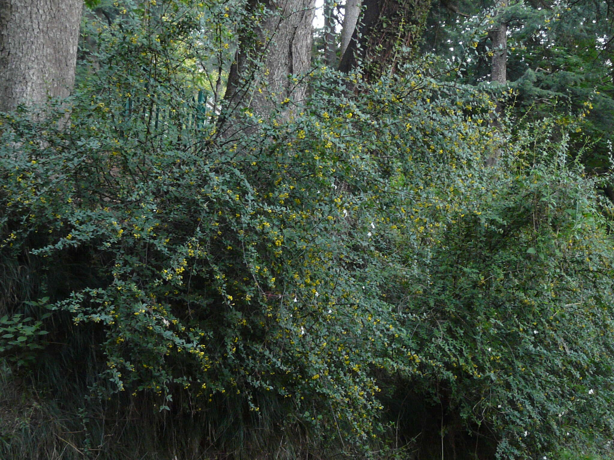 Image of Berberis aristata DC.