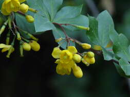 Image of Berberis aristata DC.