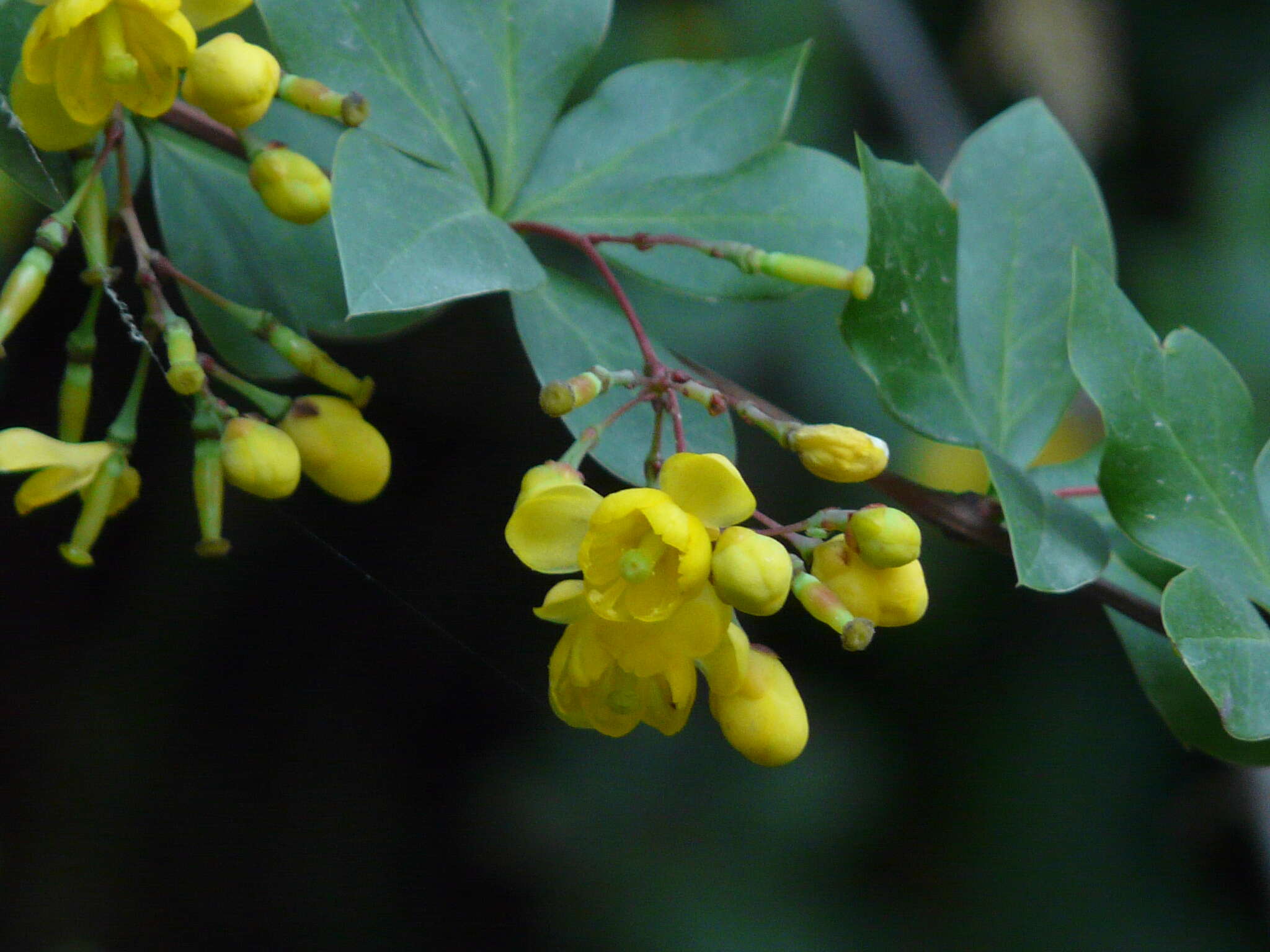 Image of Berberis aristata DC.