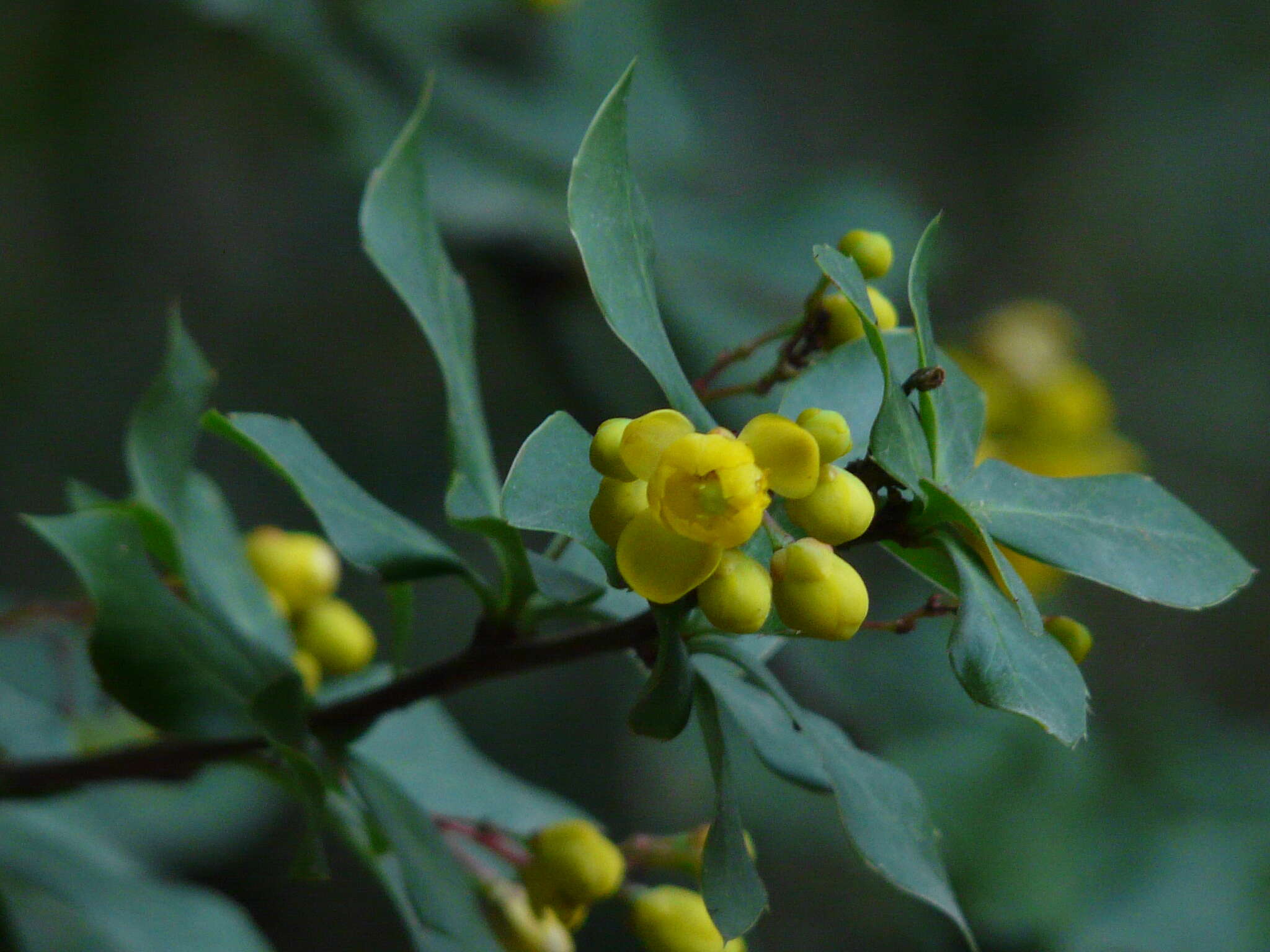 Image of Berberis aristata DC.