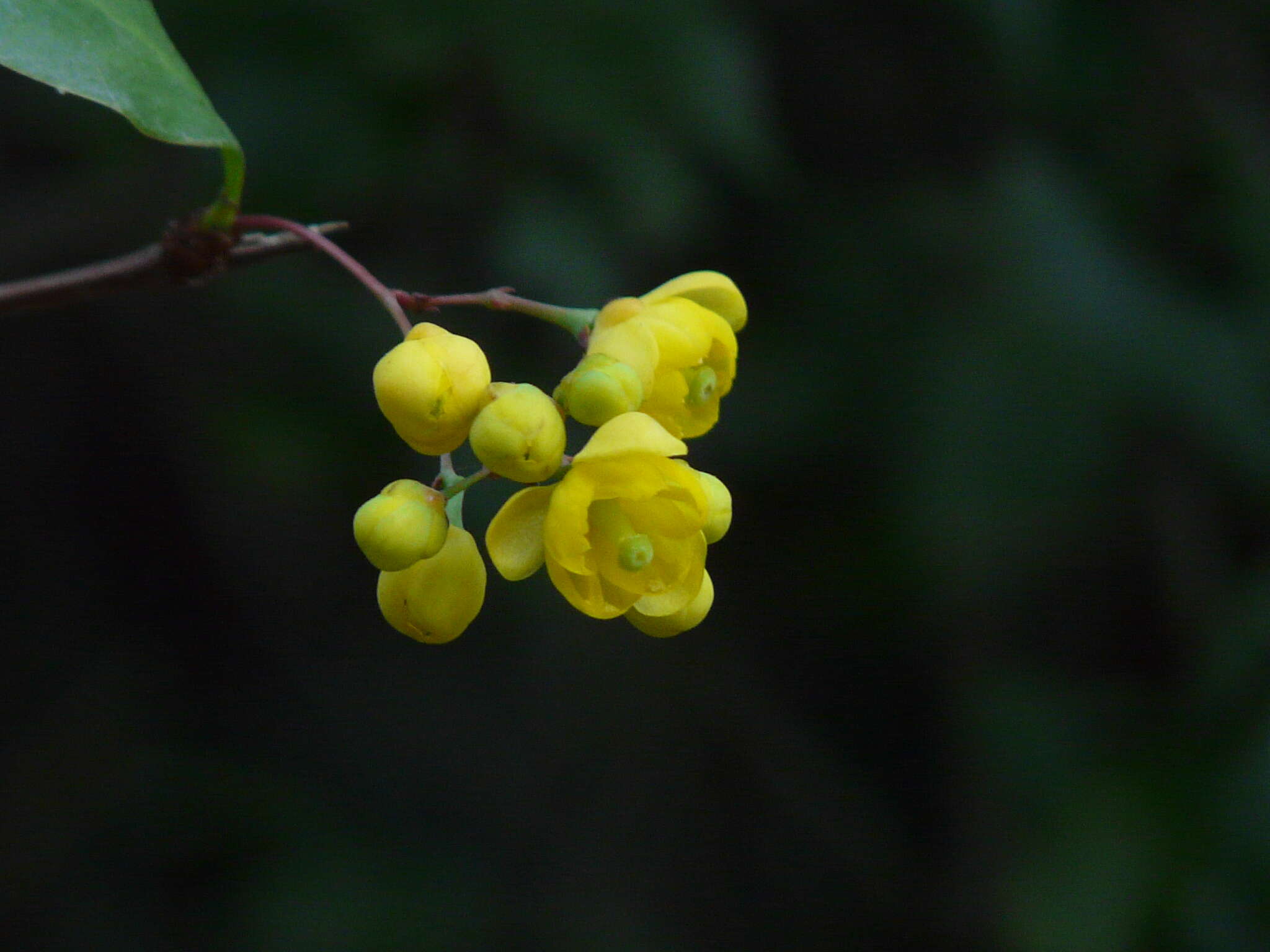 Image of Berberis aristata DC.