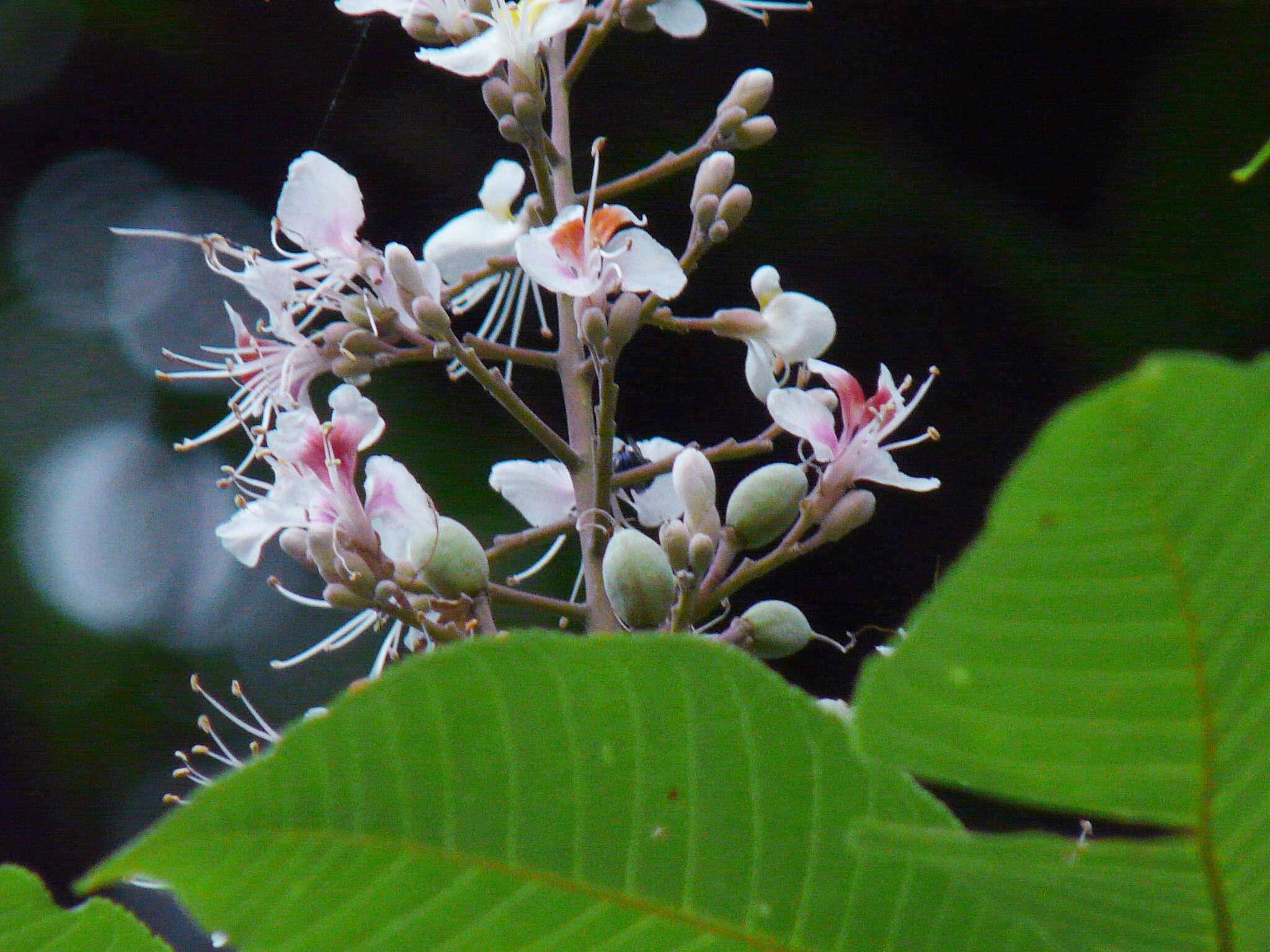 Imagem de Aesculus indica (Colebr. ex Cambess.) Hook.