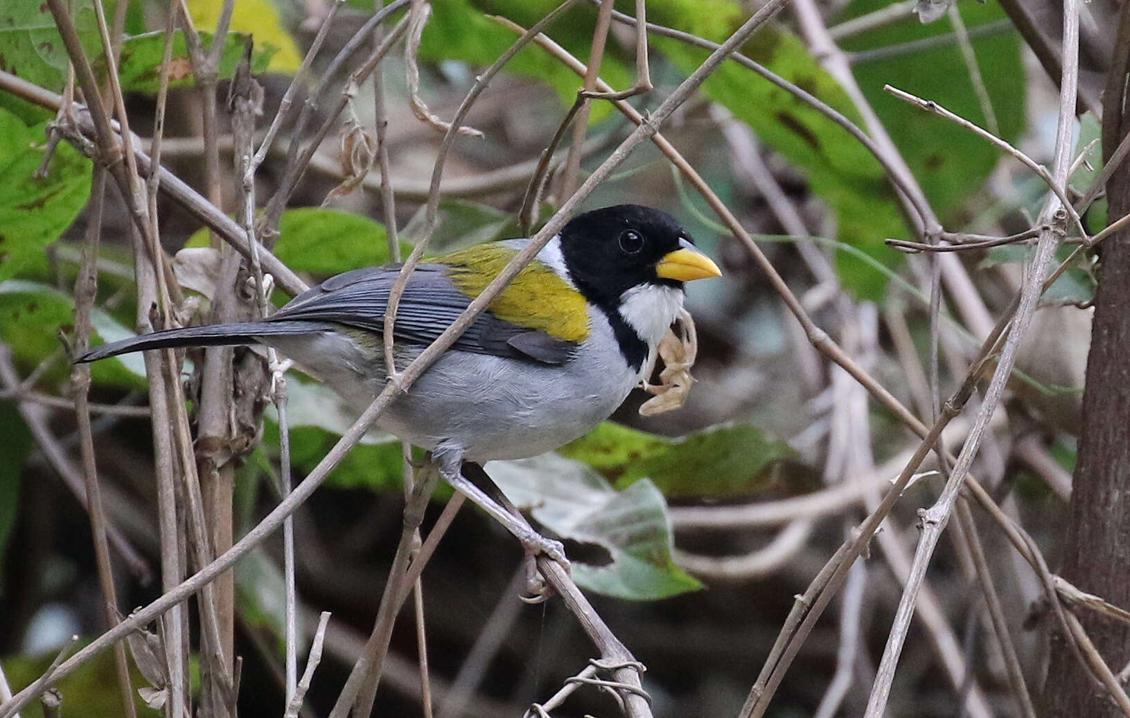 Image of Golden-winged Sparrow