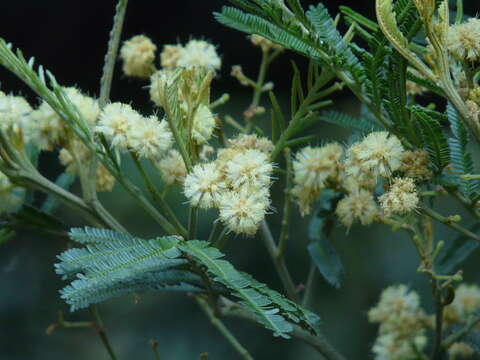 Image of black wattle