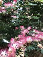 Image of Calliandra angustifolia Benth.