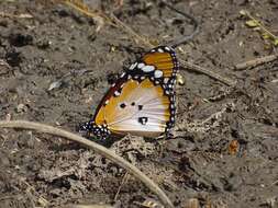 Image of Danaus (Anosia) chrysippus subsp. alcippus Cramer 1777