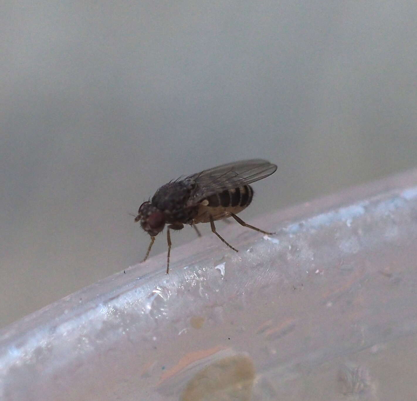 Image of Pomace fly