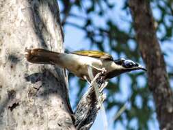 Image of Blue-faced Honeyeaters