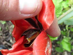 Image of Tulipa undulatifolia var. micheliana (Hoog) Wilford