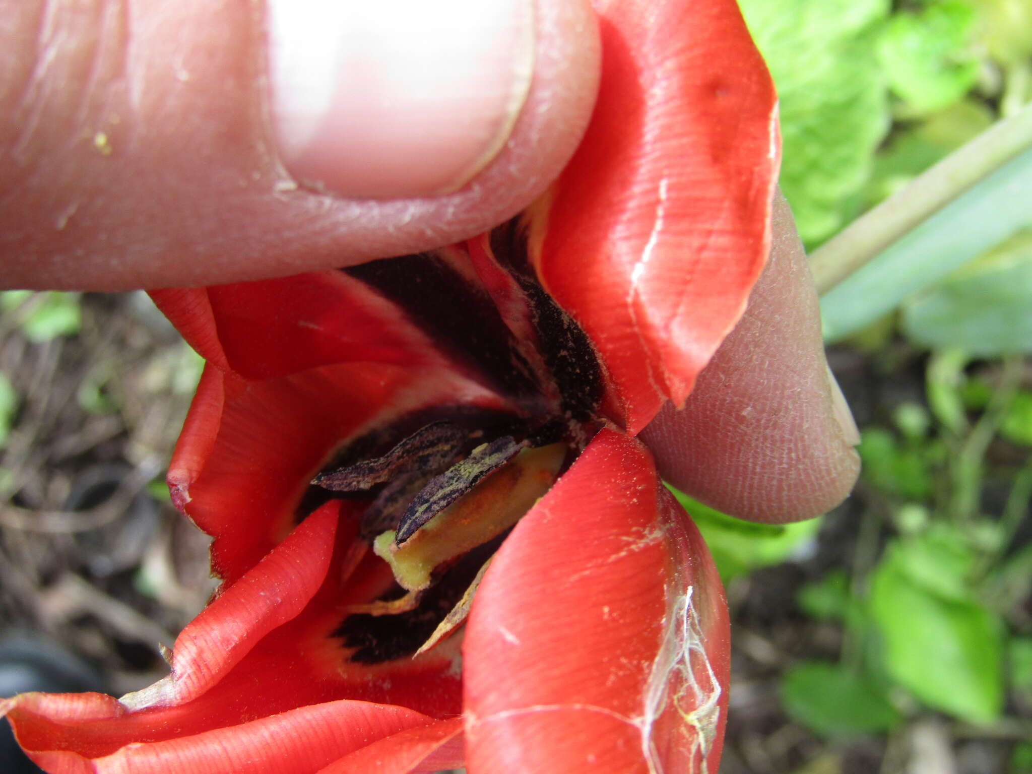 Image of Tulipa undulatifolia var. micheliana (Hoog) Wilford