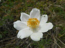 Pulsatilla alpina subsp. millefoliata (Bertol.) D. M. Moser resmi