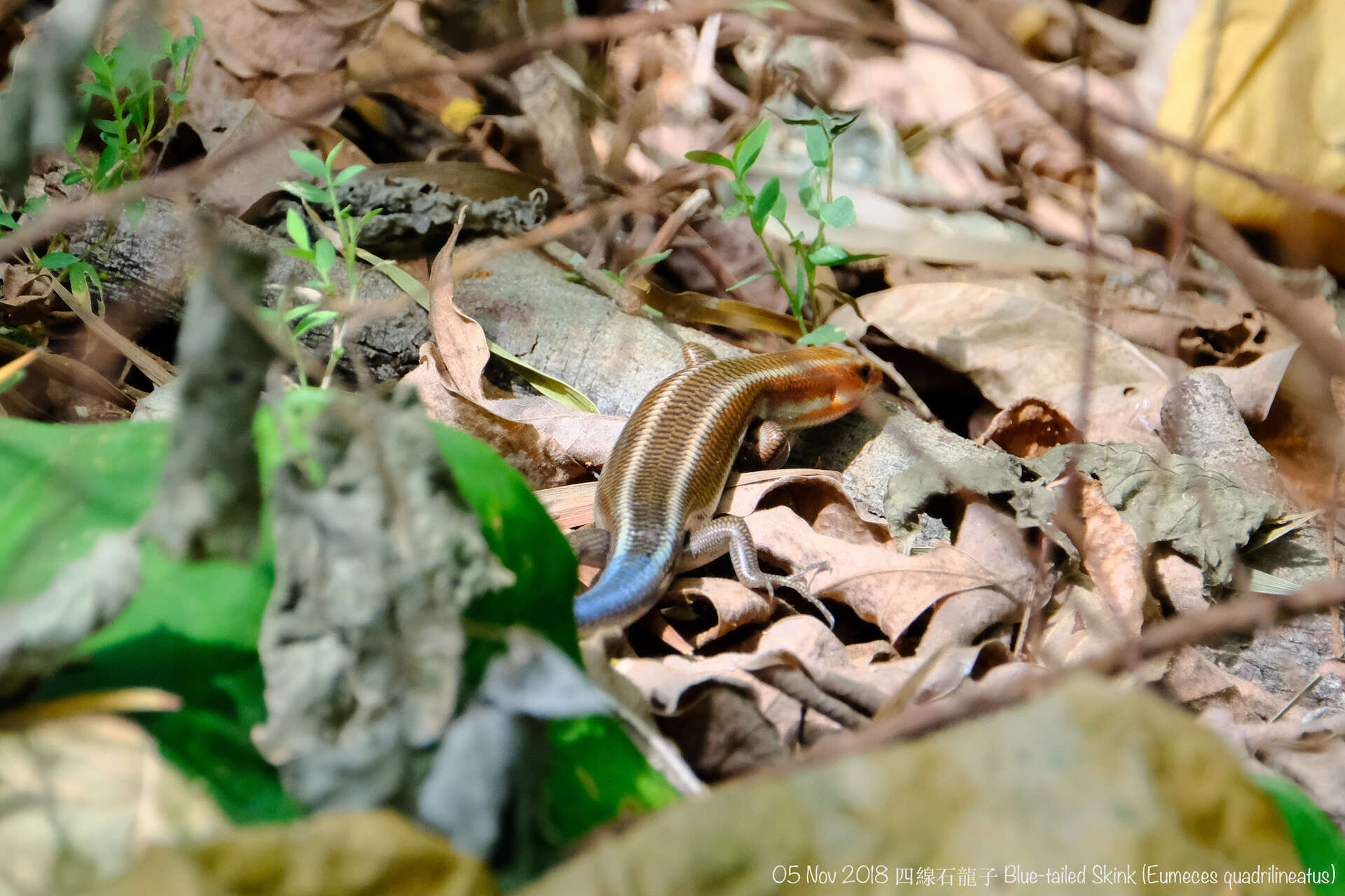 Image of Four-striped Skink