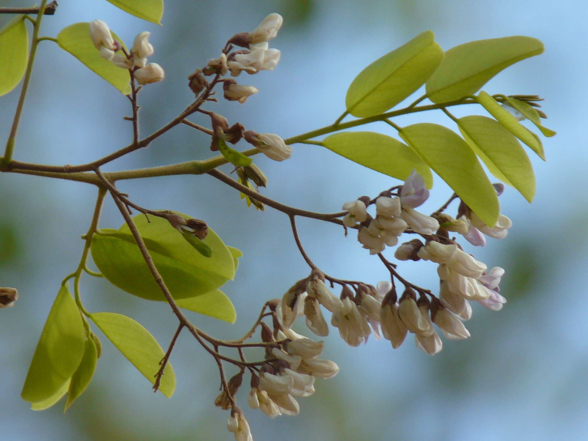 Слика од Dalbergia lanceolaria L. fil.