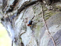 Image of Loxoneura formosae Kertesz 1909