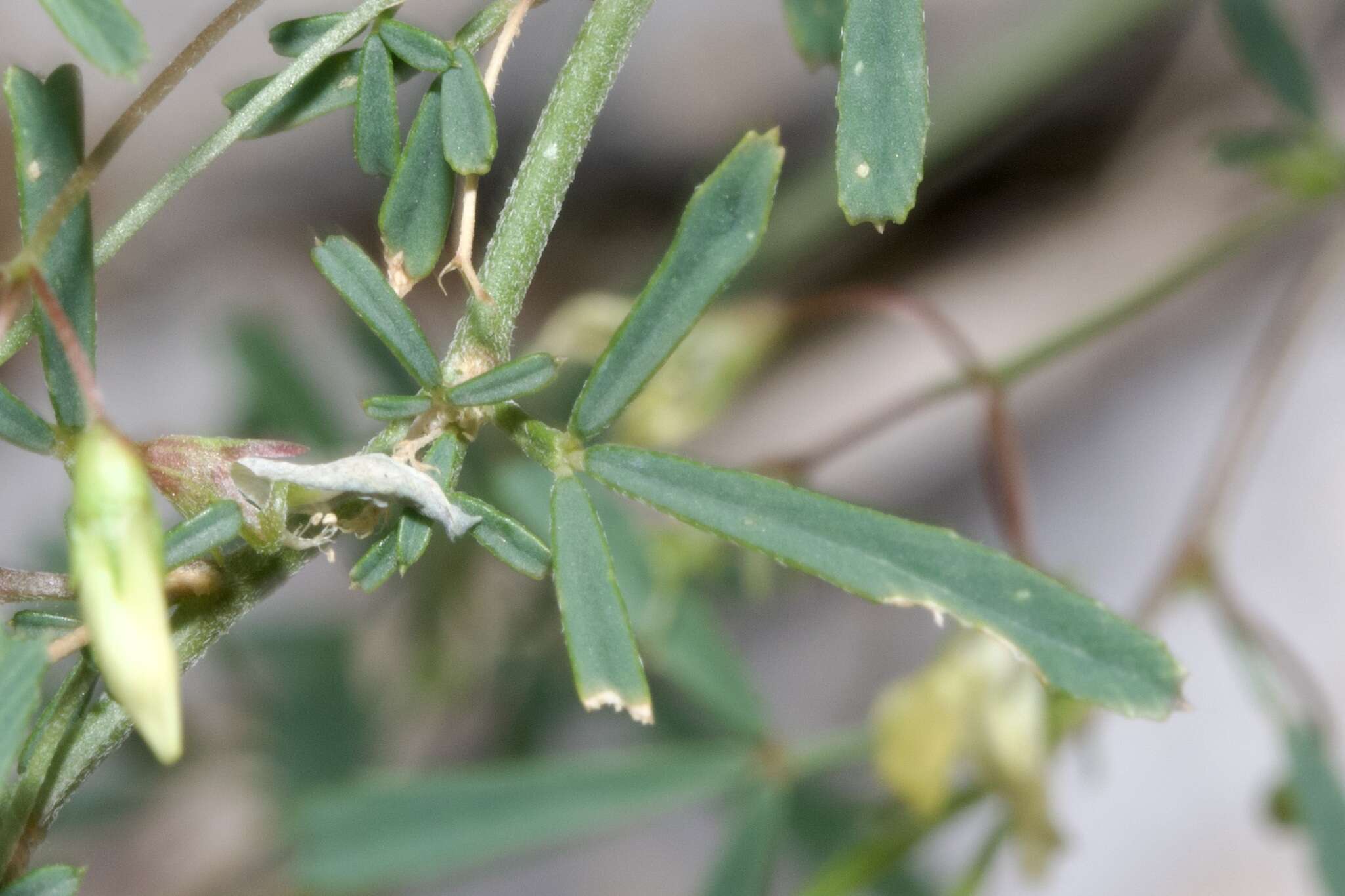 Слика од Medicago prostrata Jacq.