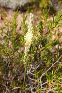 Imagem de Ornithogalum graminifolium Thunb.