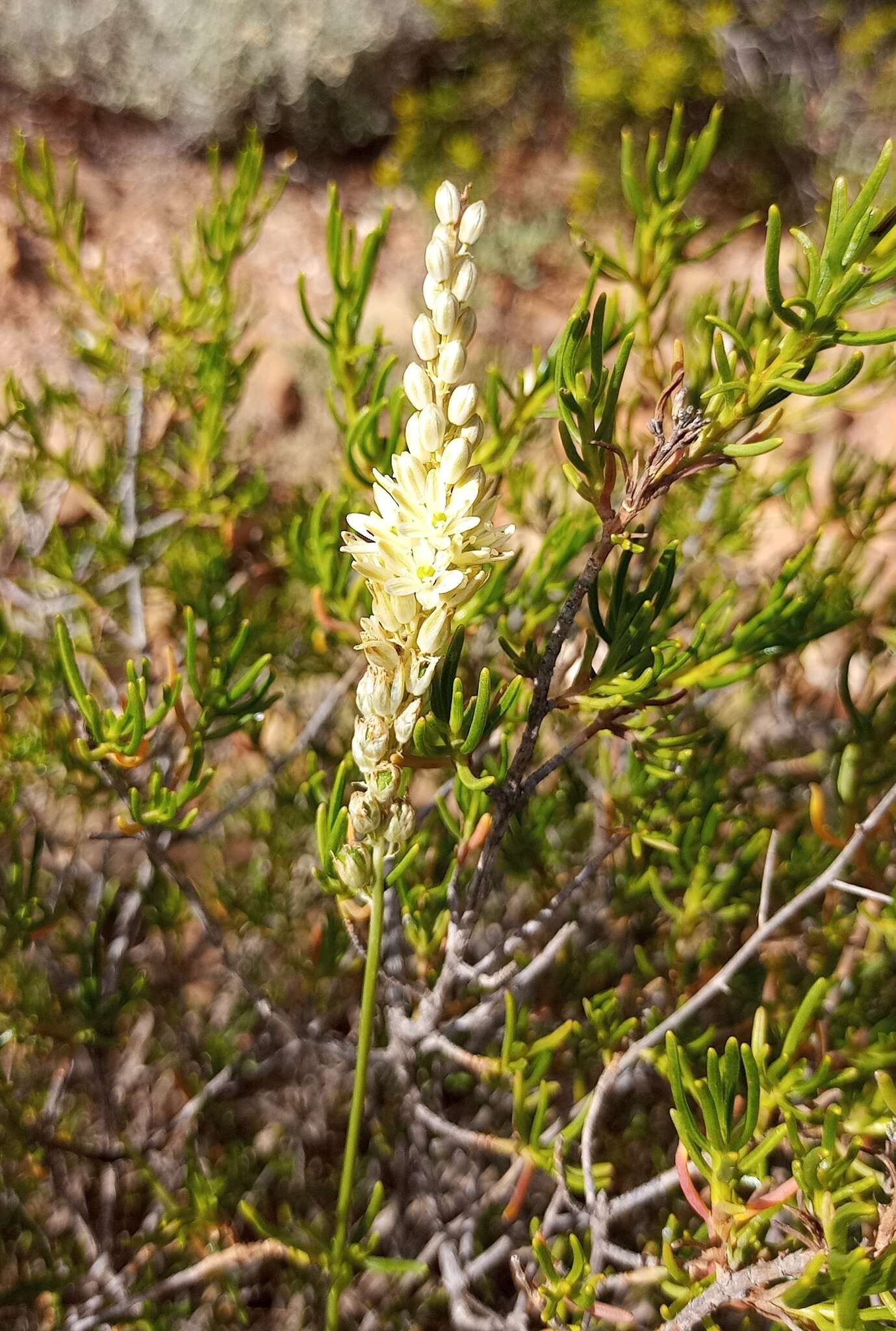 Imagem de Ornithogalum graminifolium Thunb.